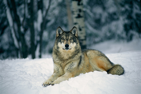 Frozen Planet