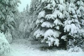 Snow ball