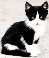 Tuxedo