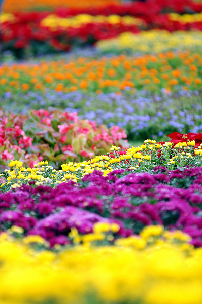 In Bloom