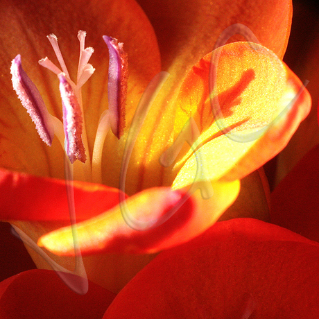 Summer flames