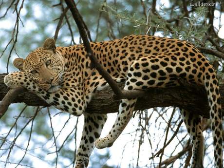 Love in Leopard