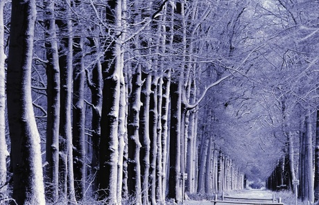 Welcome to the Winter Wonderland