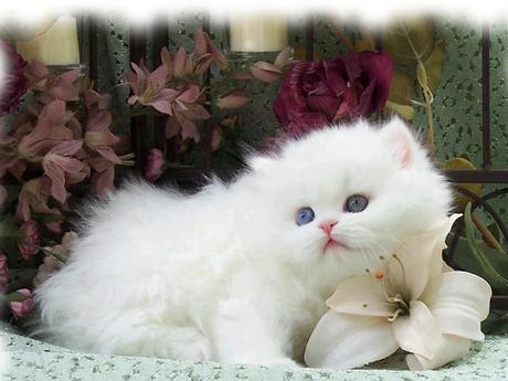 Pure White