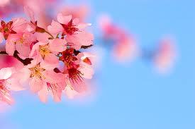 Spring Blossom