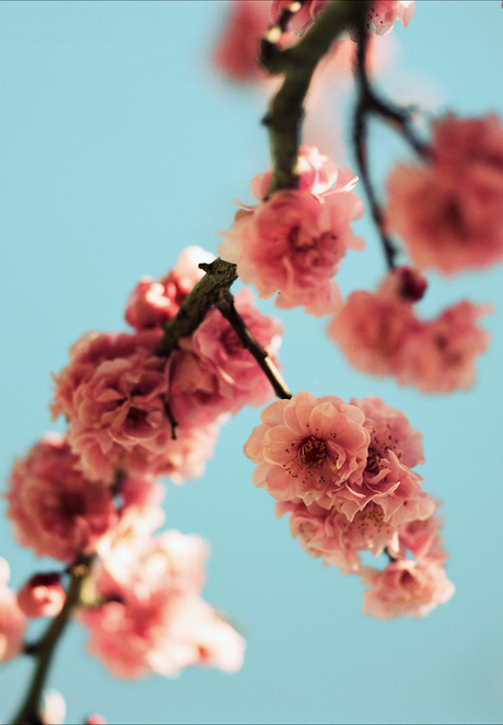 Fresh fragrance of spring.