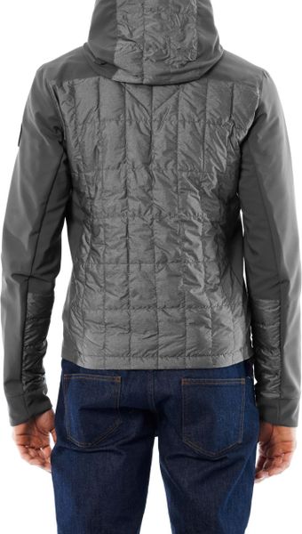 canada goose branta fernie canada goose branta fernie