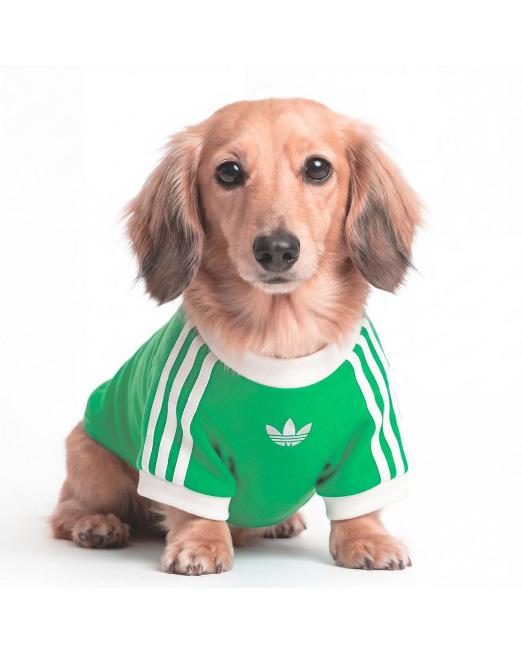 Adidas Green Pet Cali Tee