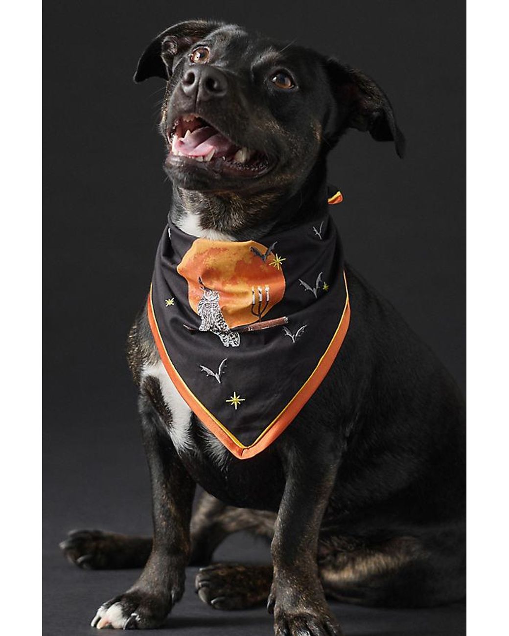 Anthropologie Black Halloween Pet Bandana