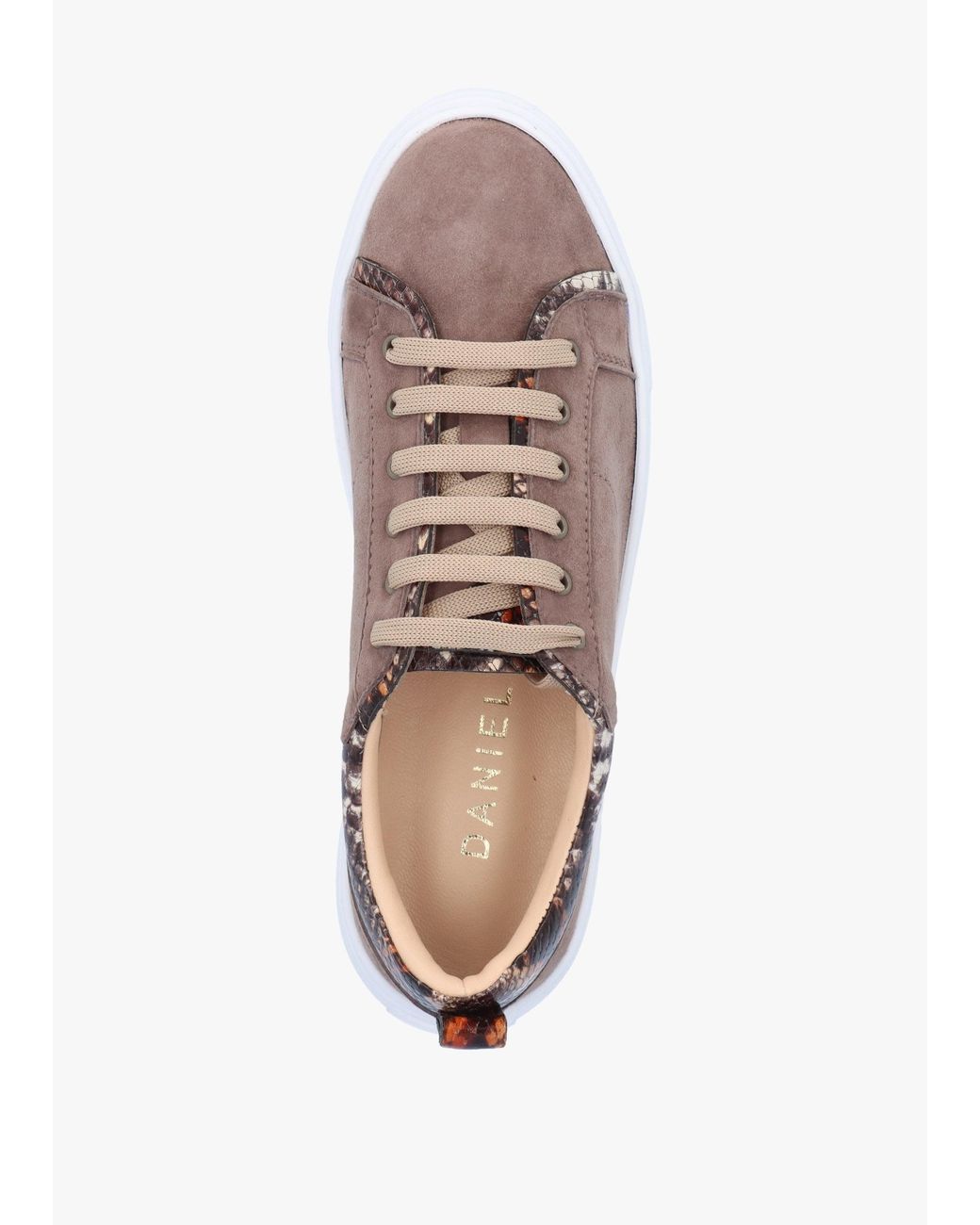 Daniel Brown Panny Reptile Trainers