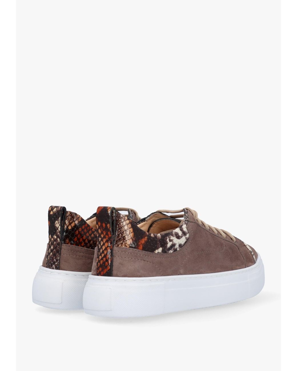Daniel Brown Panny Reptile Trainers