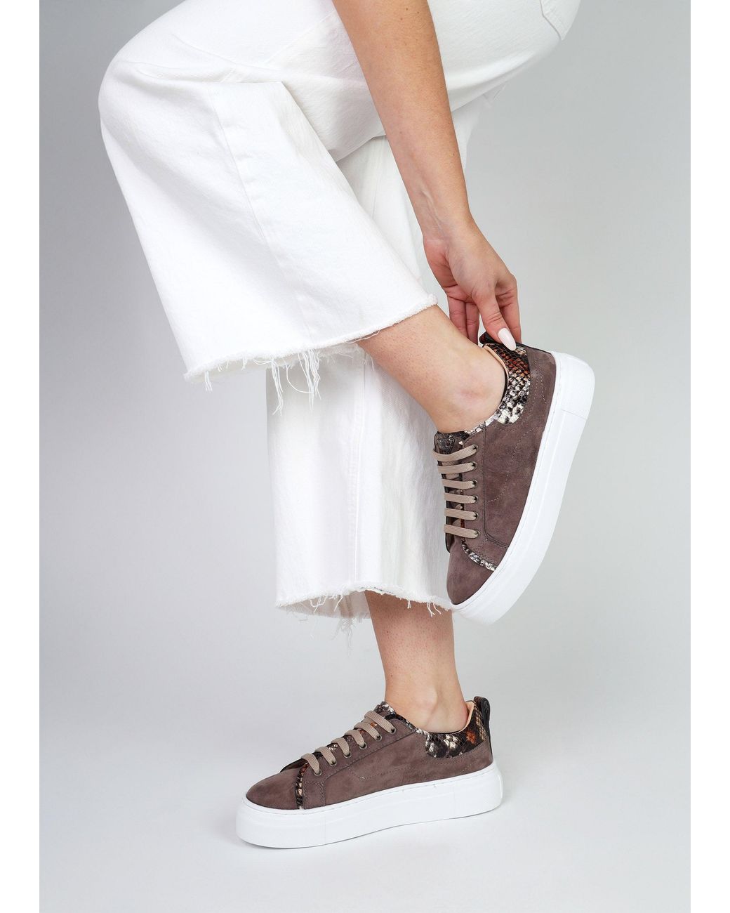 Daniel Brown Panny Reptile Trainers