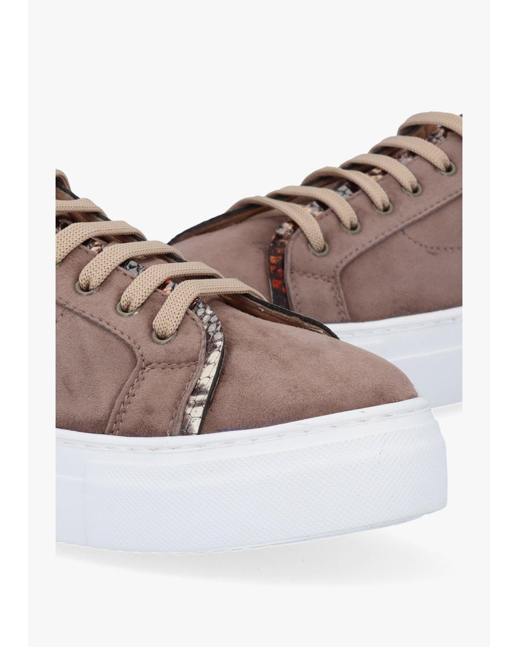 Daniel Brown Panny Reptile Trainers