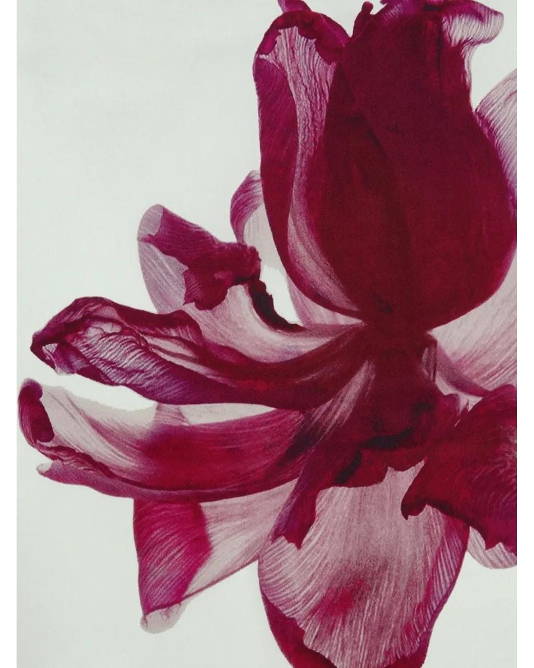 POTAMY Purple Floral-Print Silk Scarf