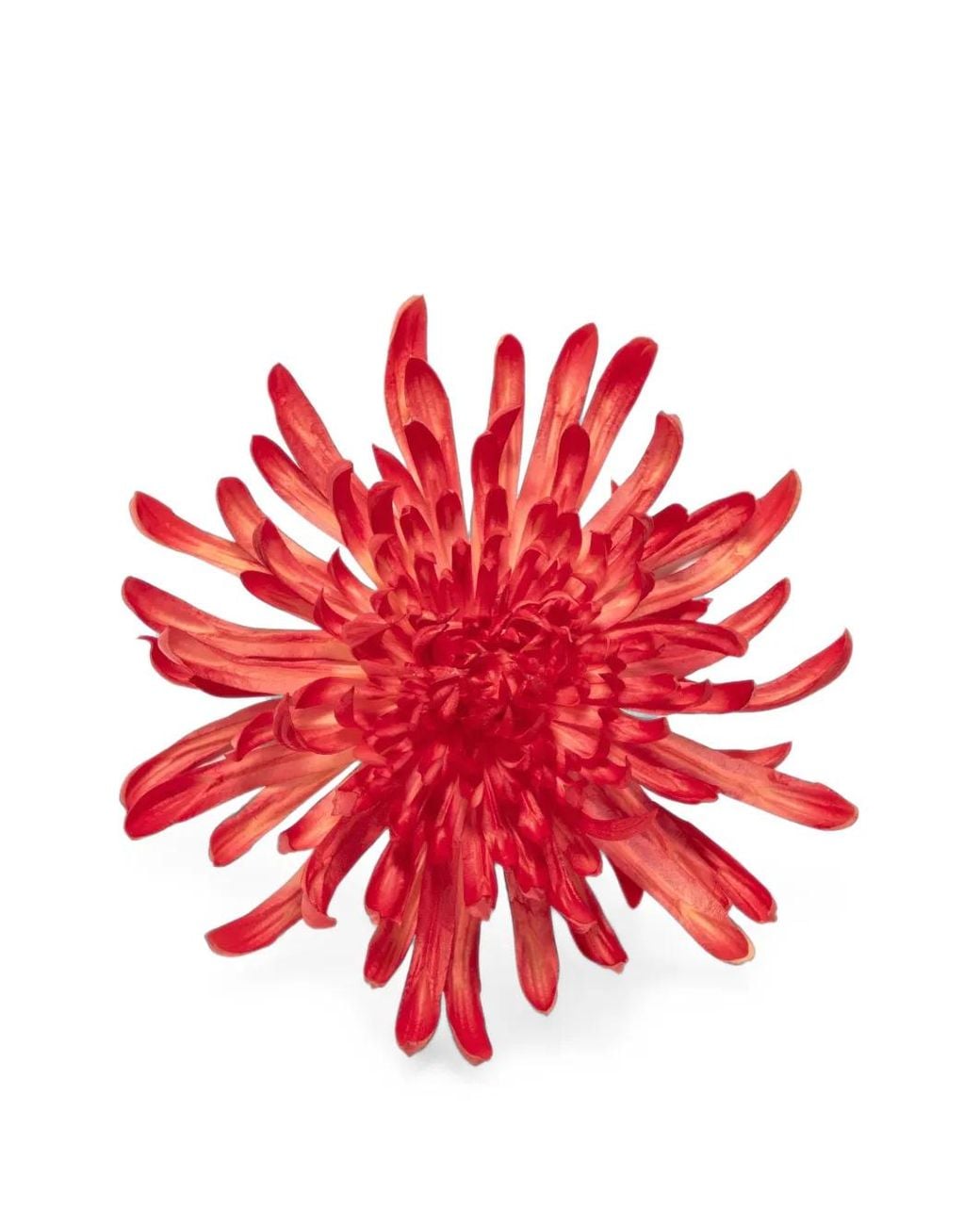 Jennifer Behr Red Chrysanthemum Silk Organza Brooch