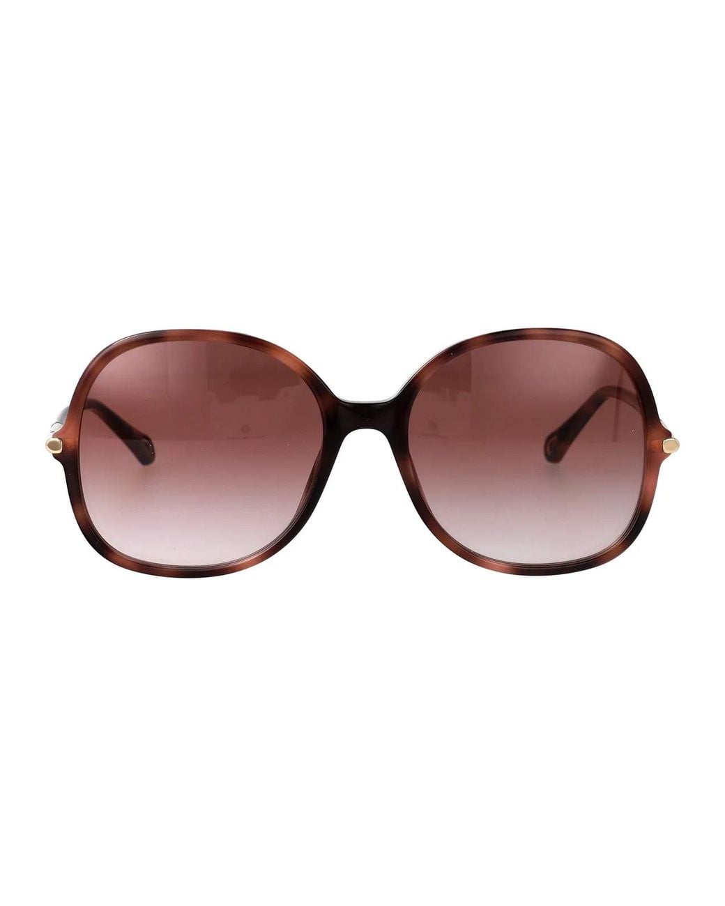 Chloé Brown Havana-Havana- Acetate Sunglasses