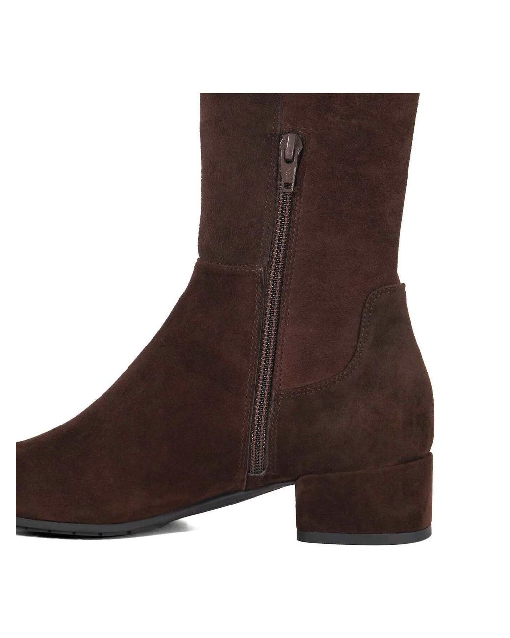 Dune Brown Tayla