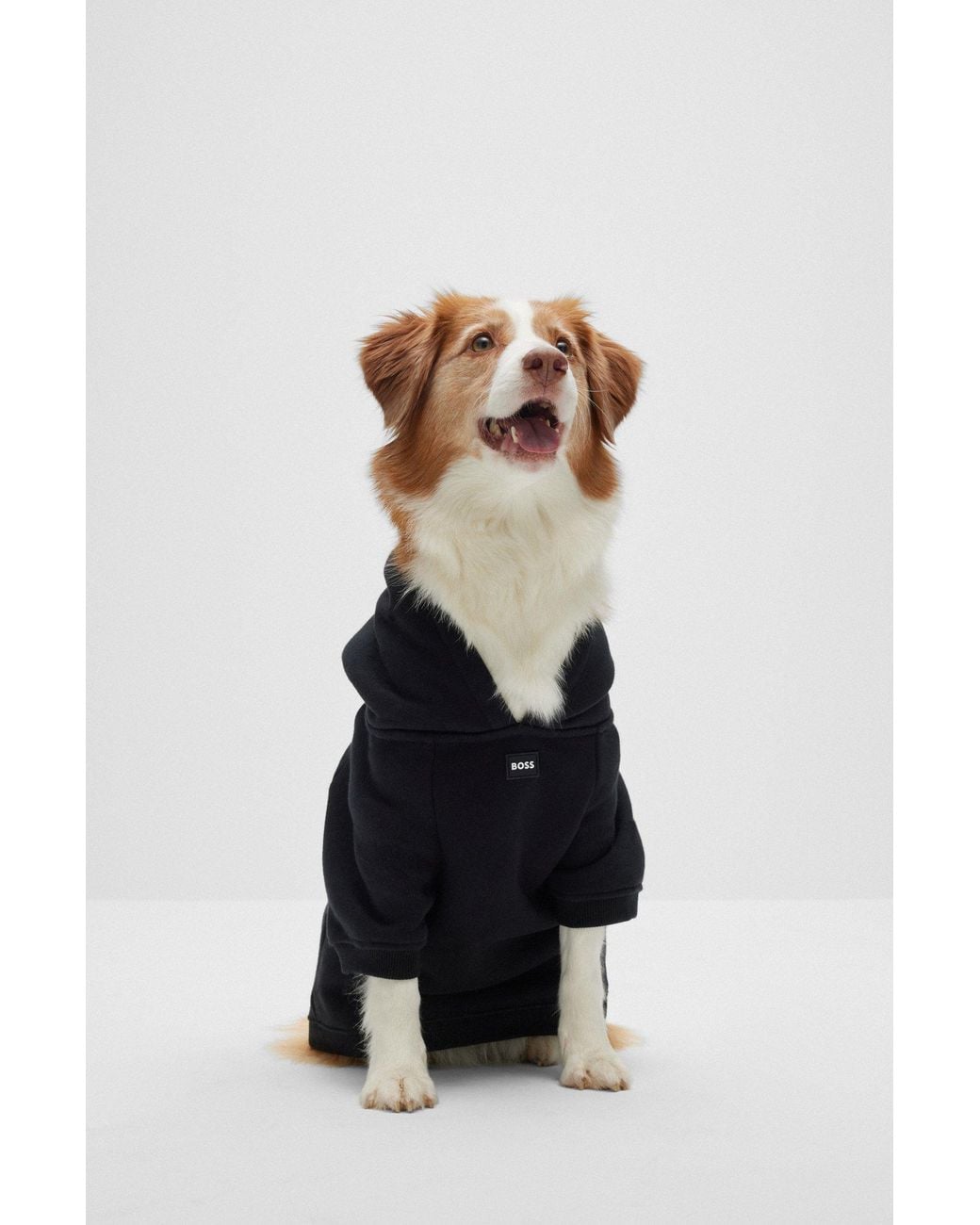 Boss White Dog Hoodie