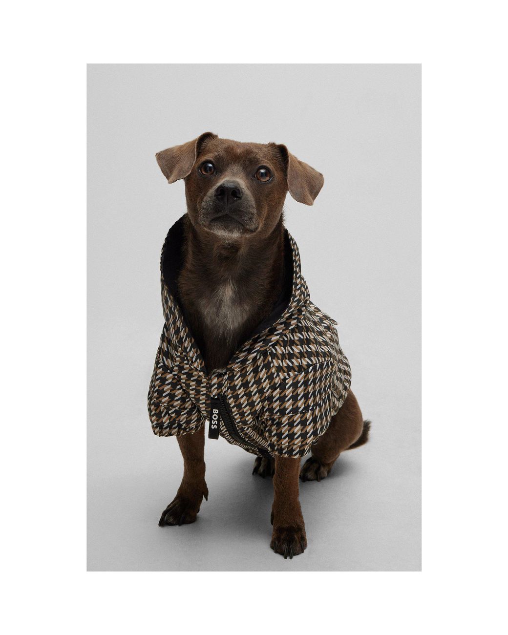 Boss Black Dog Waterproof Rain Jacket