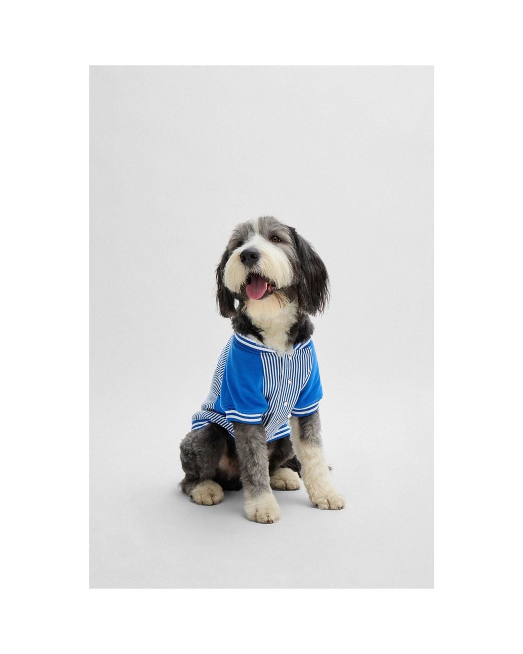 Boss Blue Dog Bomber Jacket With Embroidered Logo