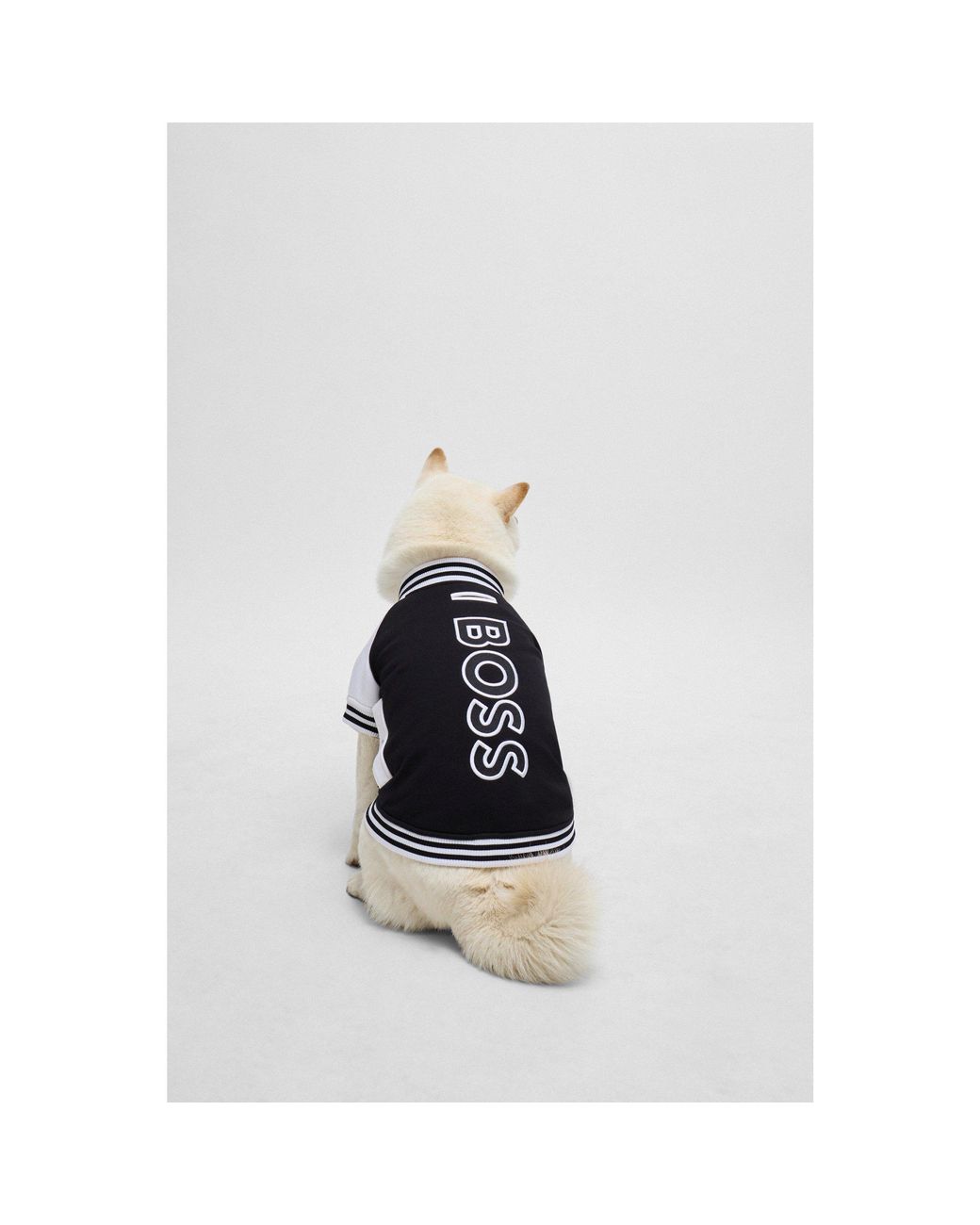 Boss Blue Dog Bomber Jacket With Embroidered Logo