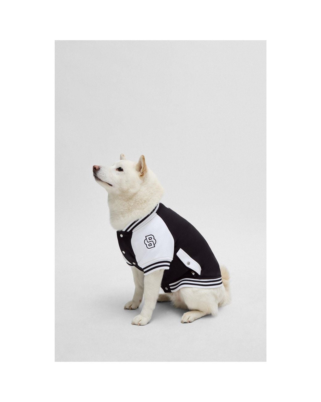 Boss Blue Dog Bomber Jacket With Embroidered Logo