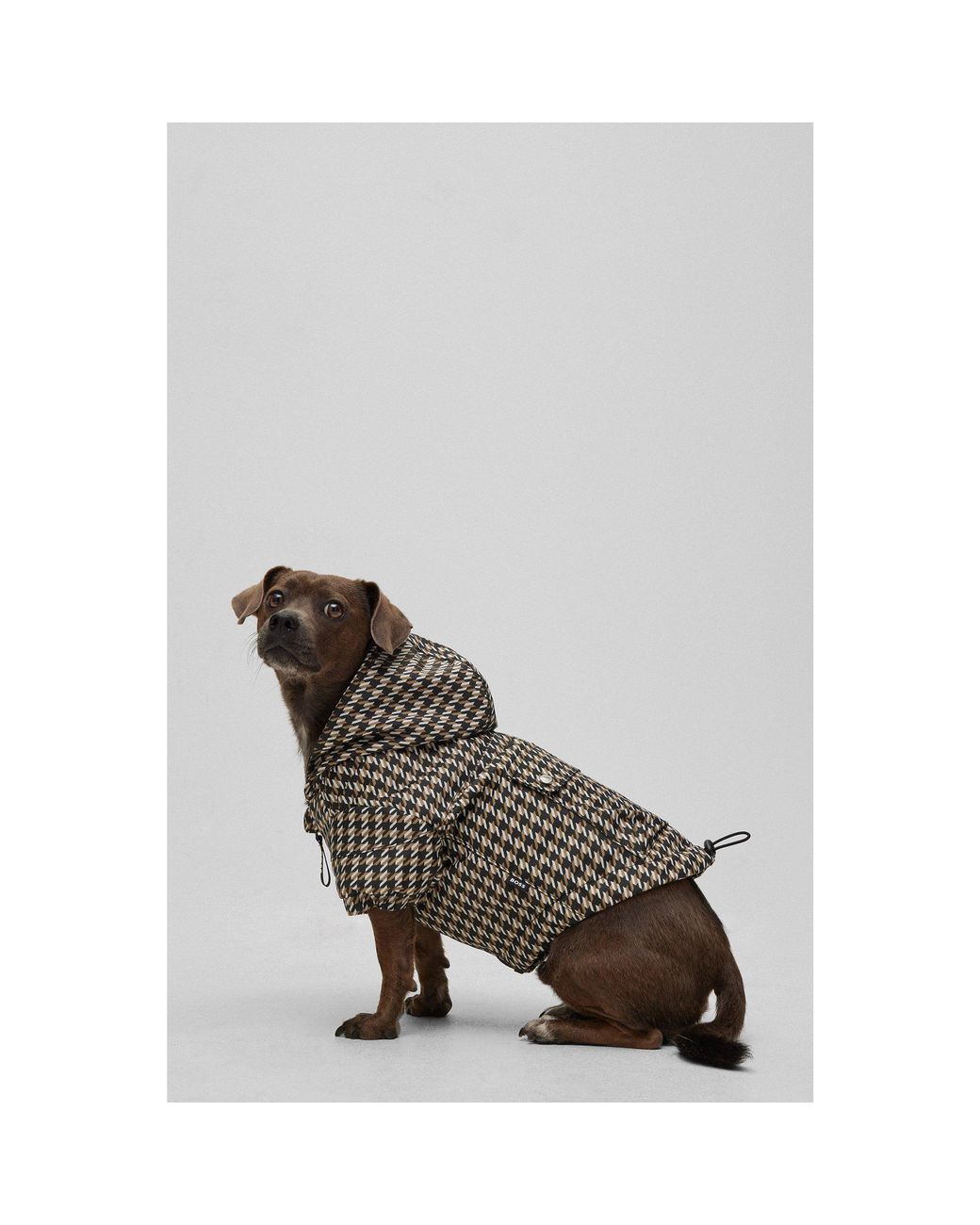 Boss Black Dog Waterproof Rain Jacket