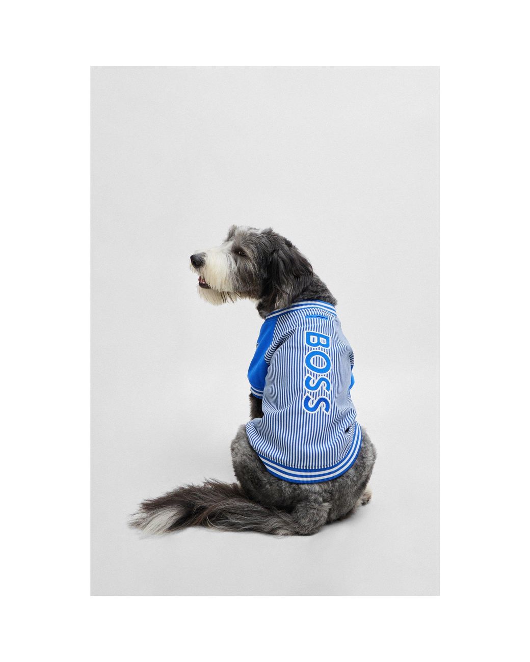Boss Blue Dog Bomber Jacket With Embroidered Logo