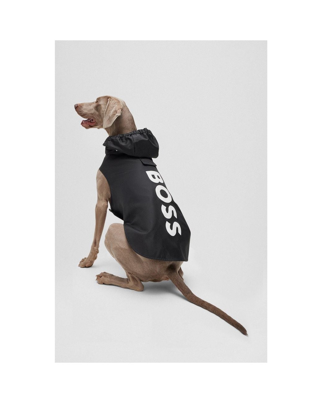 Boss Black Dog Raincoat