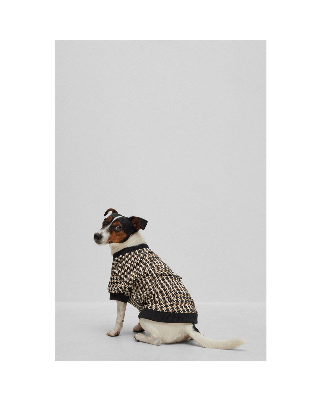 Boss Black Dog T-Shirt
