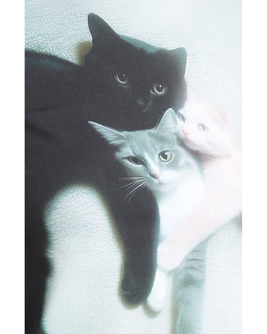 Ashley Williams Kitten Trio Polka Dot Baby Tee in Gray | Lyst