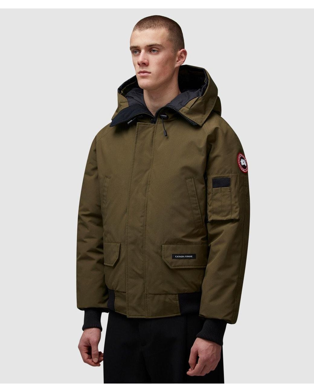 brown canada goose