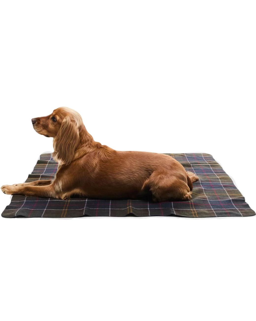 Barbour Black Dog Blanket for men