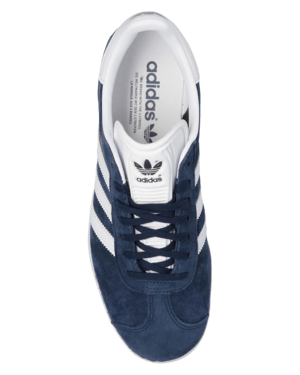 blue gazelles