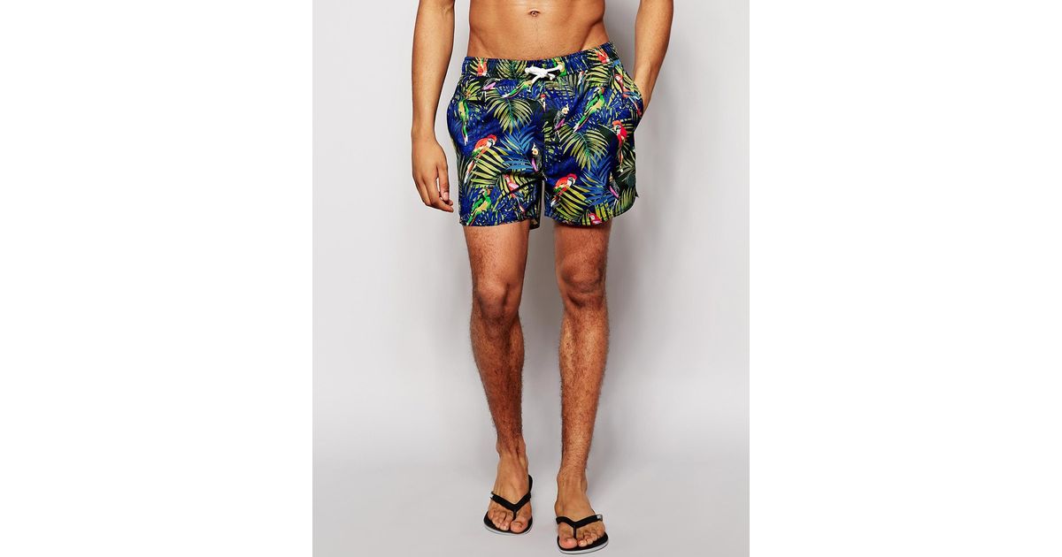 parrot swim shorts