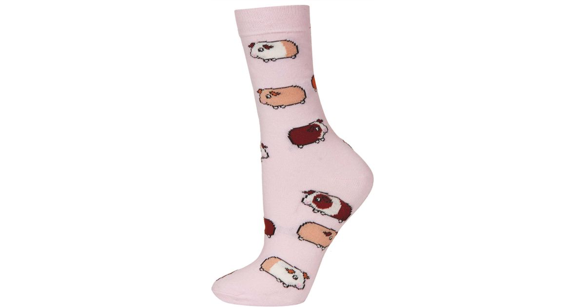 guinea pig socks