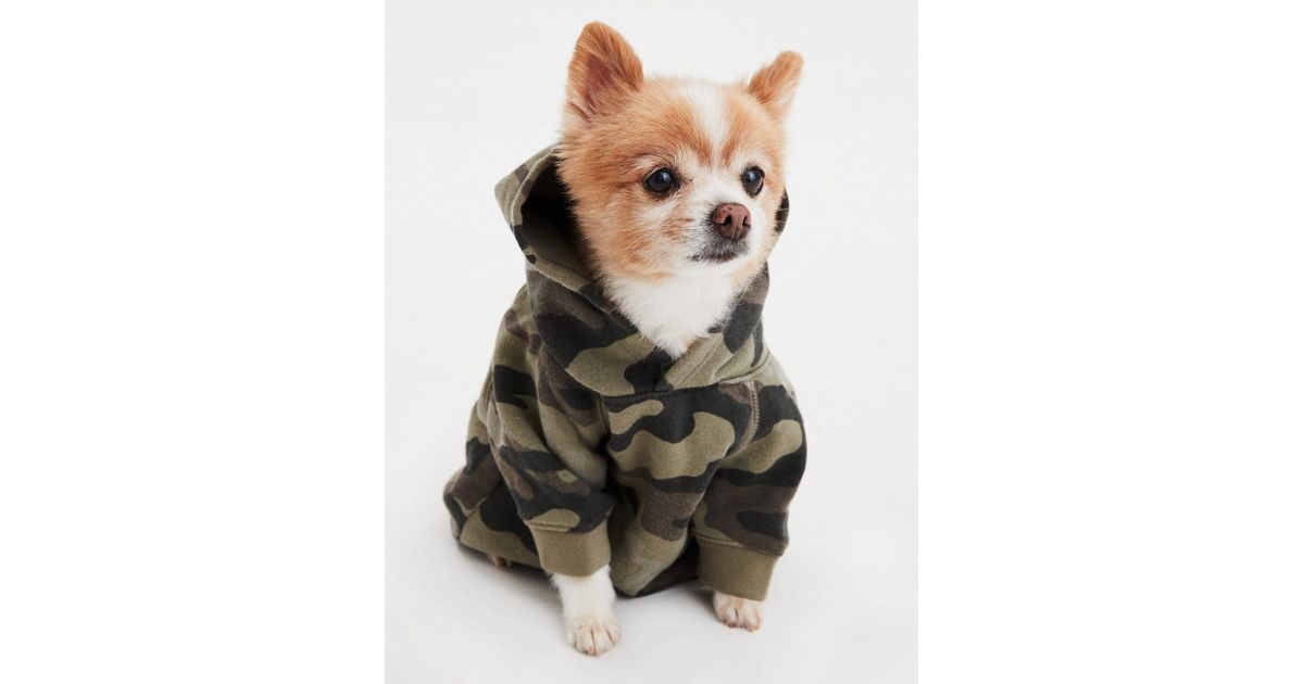 mcm dog hoodie