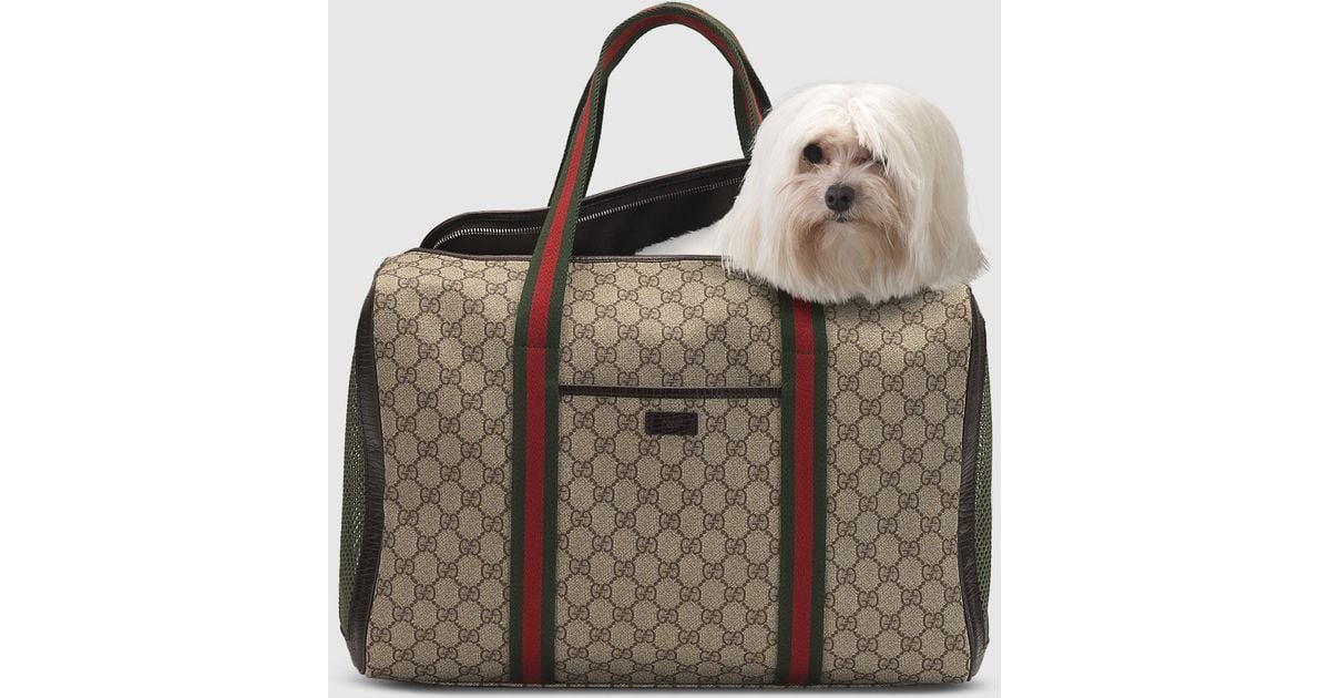 gucci dog bag