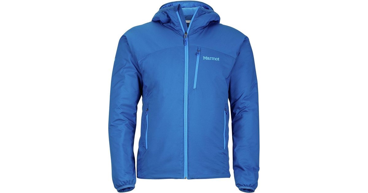 dark cerulean marmot