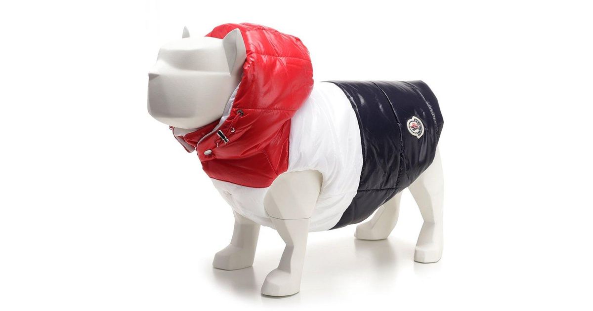 Moncler Genius Synthetic Moncler X Poldo Dog Couture Padded Jacket in