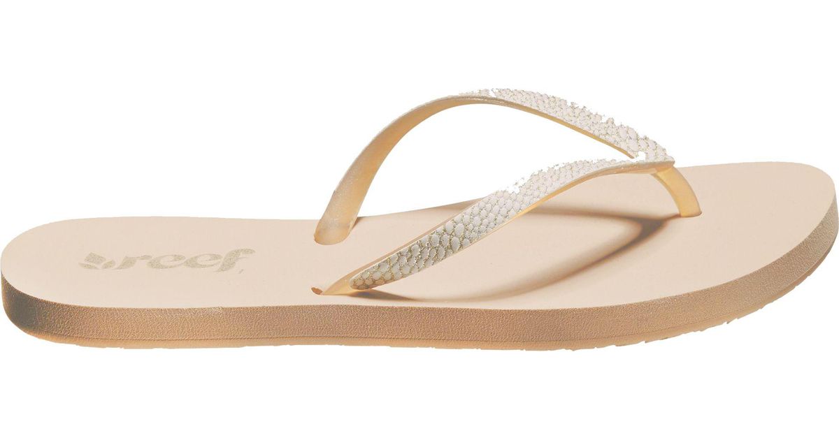 reef stargazer sassy