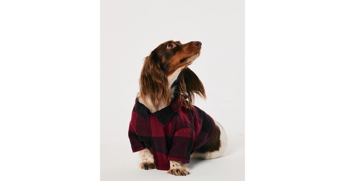 Hollister Gilly Hicks Flannel Pet Pj s in Red Lyst UK