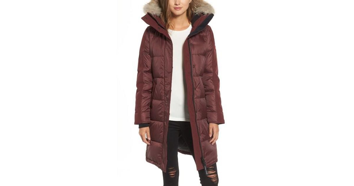 rowley canada goose