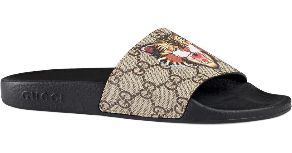 gucci slides angry cat