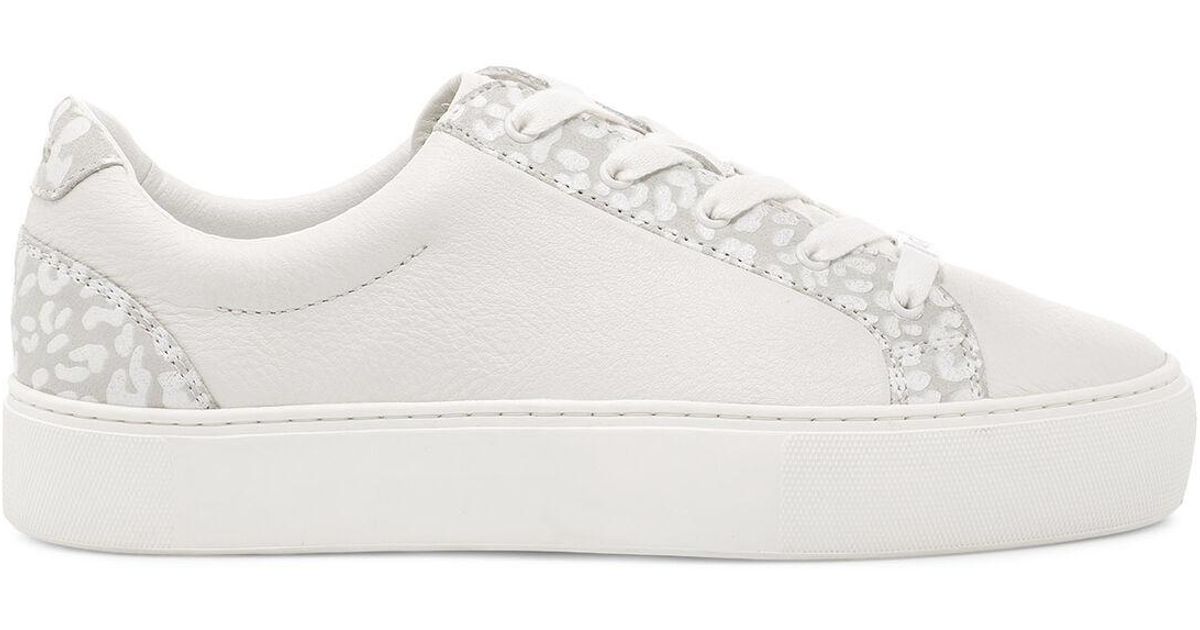 zilo snow leopard trainer