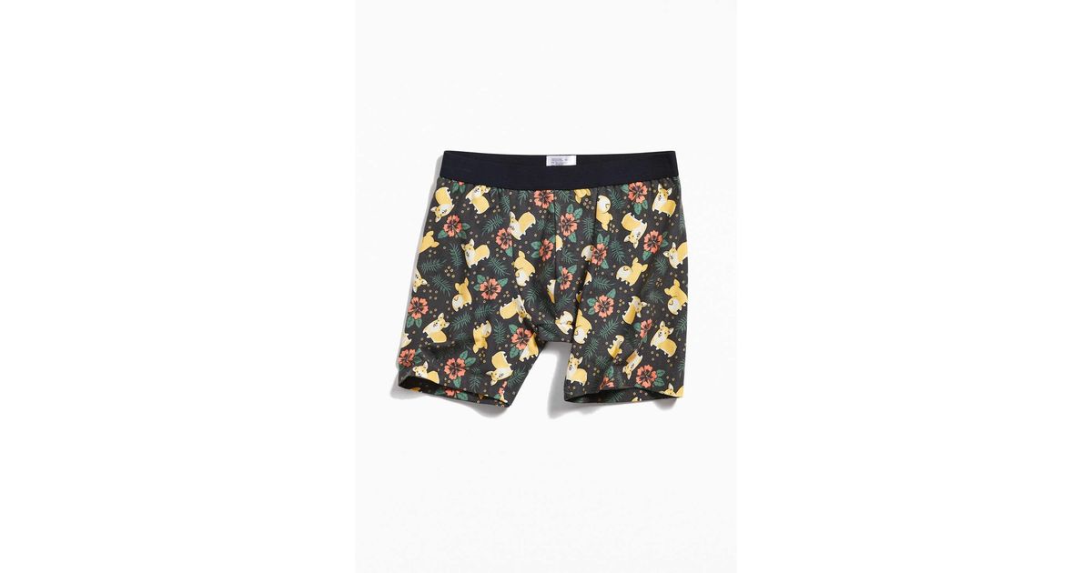corgi boxer shorts