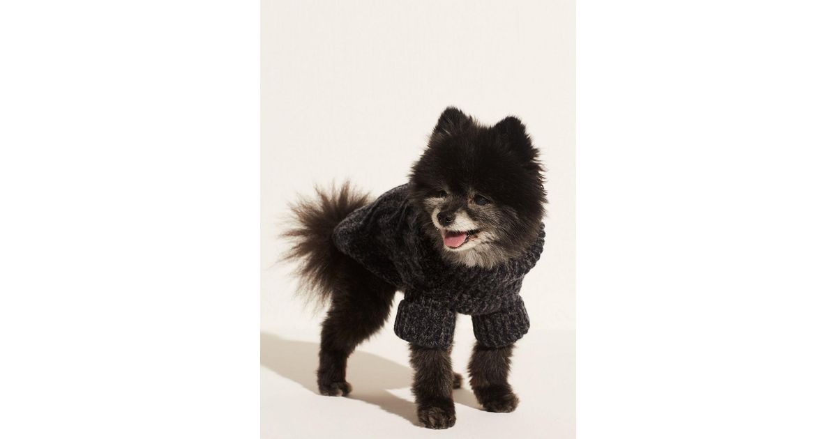 vince dog sweater