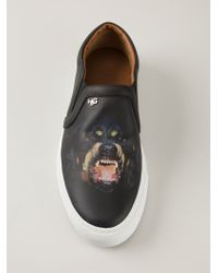 chocolate standard poodle