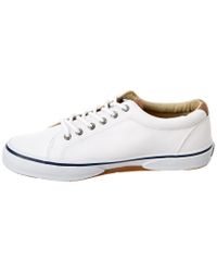 men's halyard cvo laceless saturated sneaker