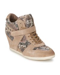 Ash SONIC Slang / Geel - Gratis levering | Spartoo.nl ! - Schoenen Hoge  sneakers Dames € 75,60